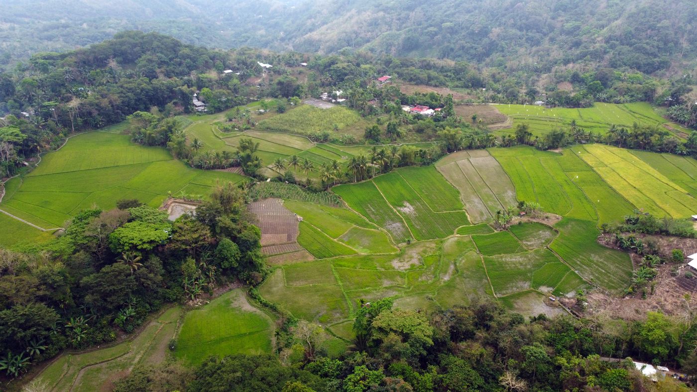 Aerial view of Philippine rice fields with homes and coconut palms